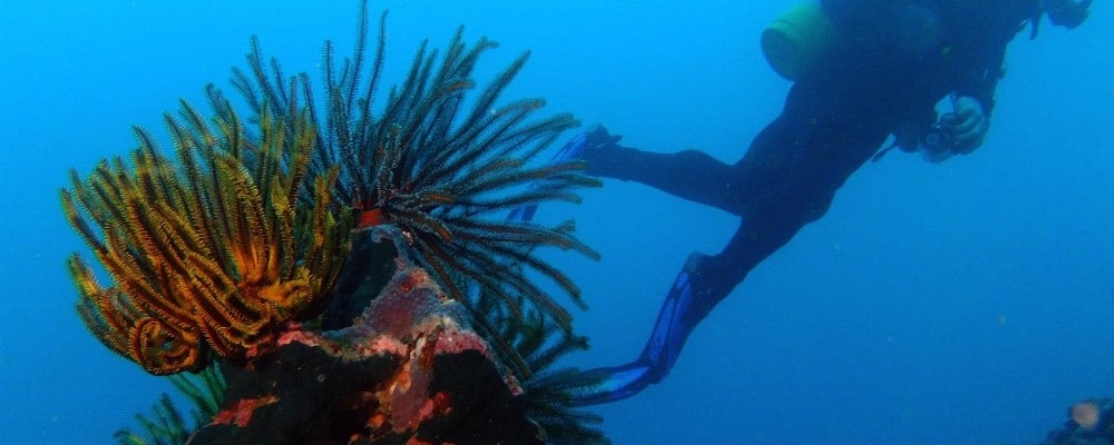 Destiny-Charters-Diver