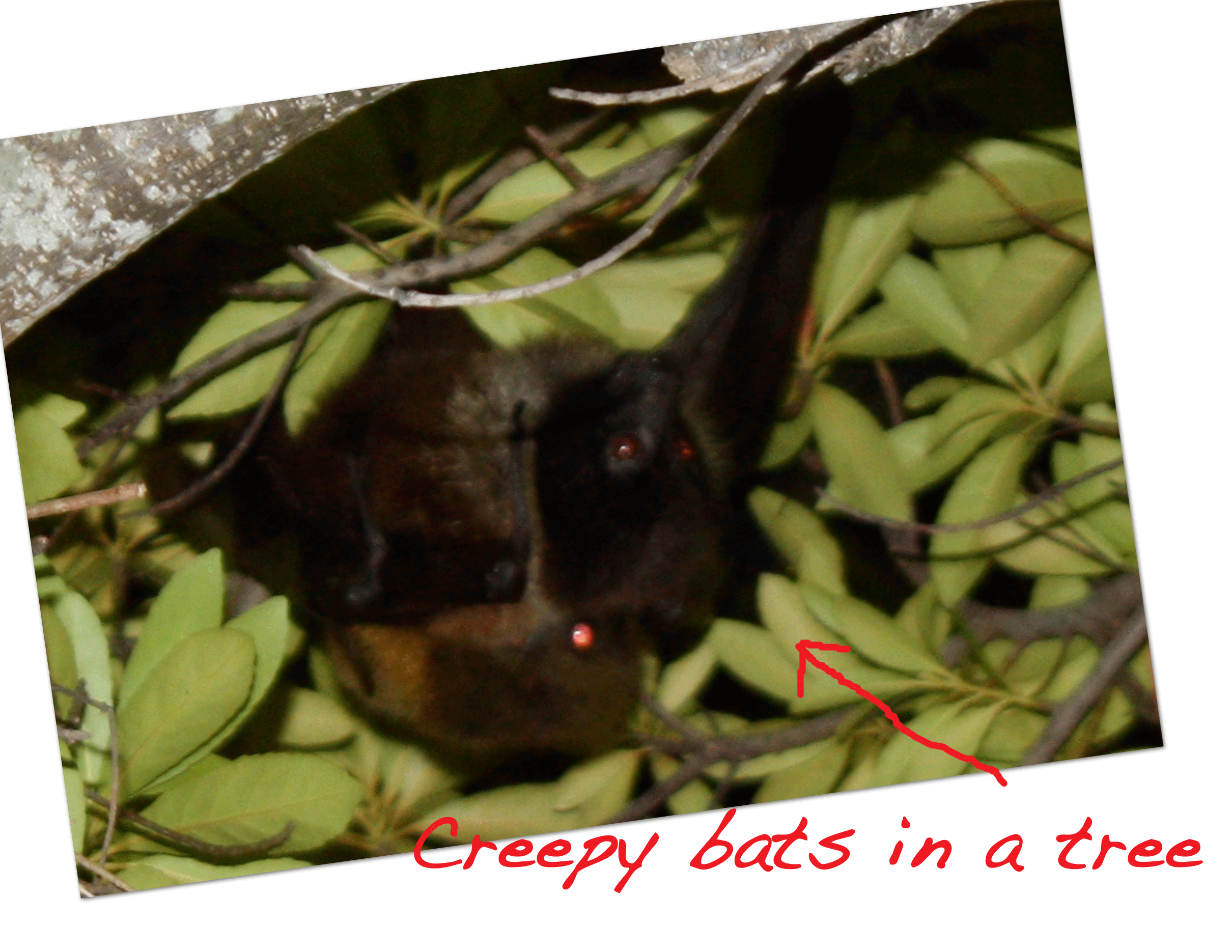 Bats