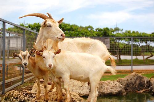 Zanpa goats