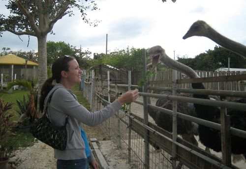 Ostrich Feeding