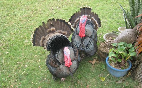 Ostrich Turkeys