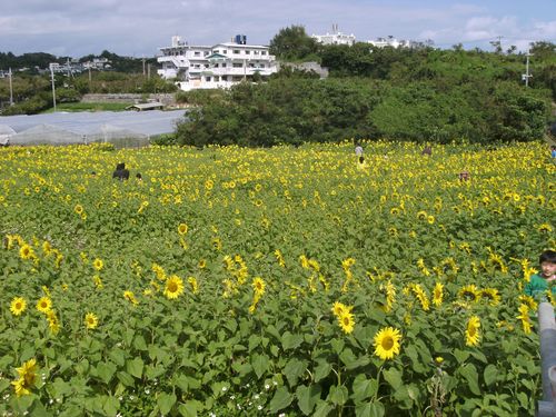 Sunflowers lots