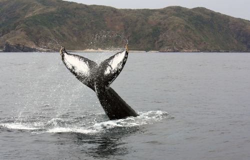 Zamami Whale tail