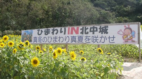 Sunflower Sign