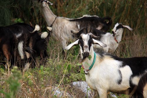 Zamami Goats