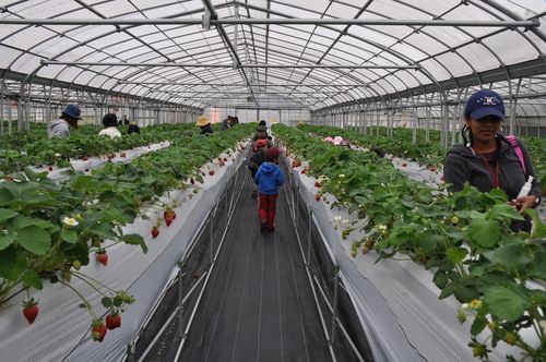 Strawberry greenhouse