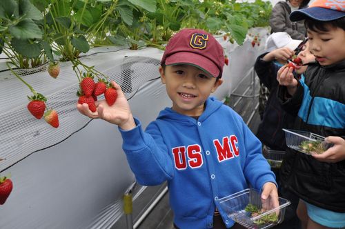 Strawberry boy