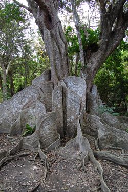 Irimote Tree