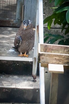 Okinawa Zoo | Okinawa Hai