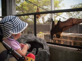 Okinawa Zoo | Okinawa Hai