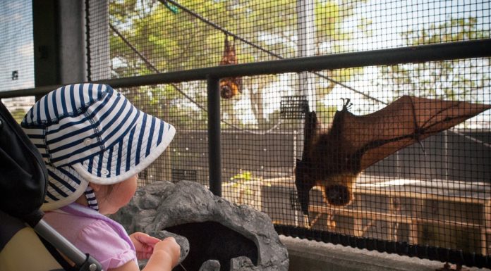 Okinawa Zoo | Okinawa Hai