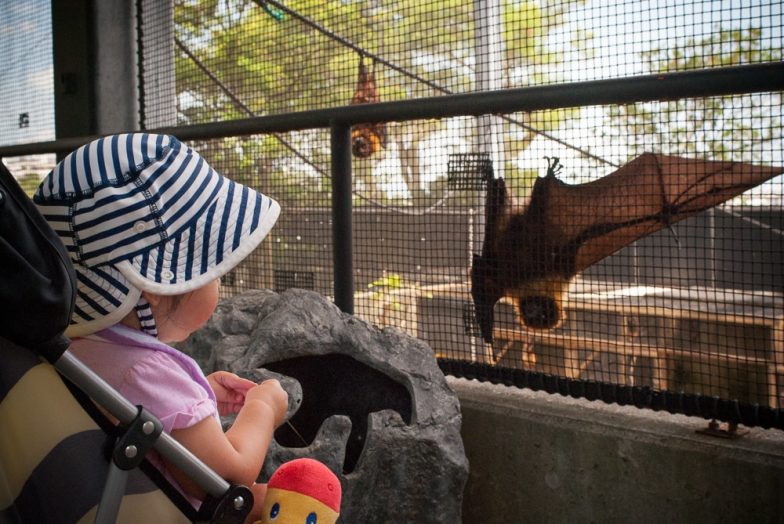 Okinawa Zoo | Okinawa Hai