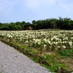 Comprehensive Park lilies1
