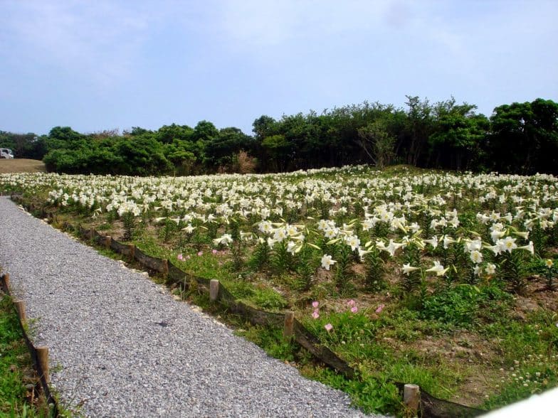 Comprehensive Park lilies1