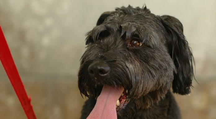 Getting My Dog Off Oki Before The Heat Restrictions Set In