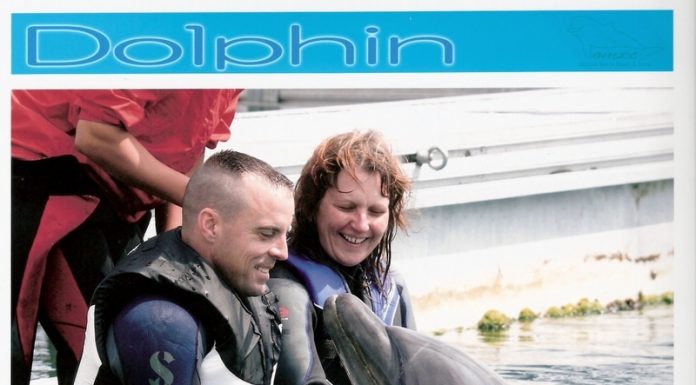 Swimming with the Dolphins