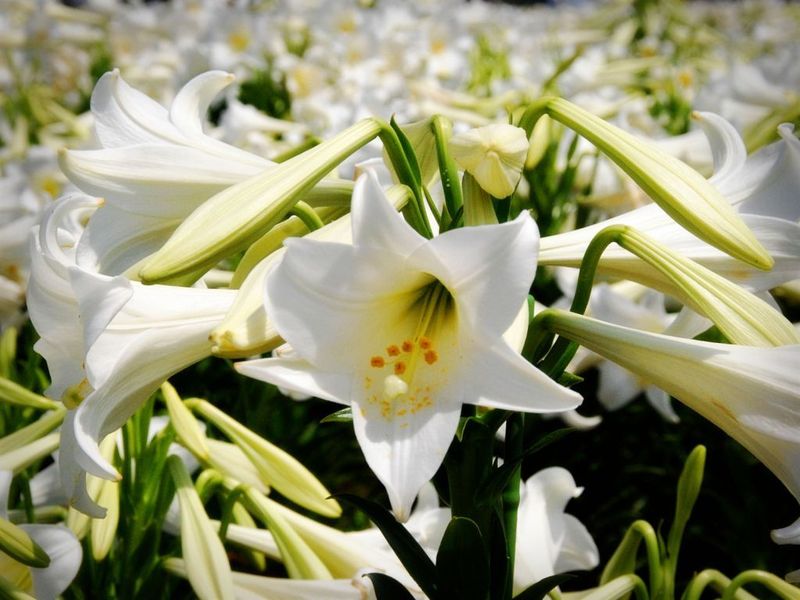 Easter_lilies