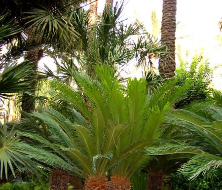 Poisonous Palm Plant in Okinawa