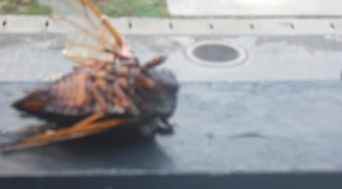 Cicadas Cacophony Clarified