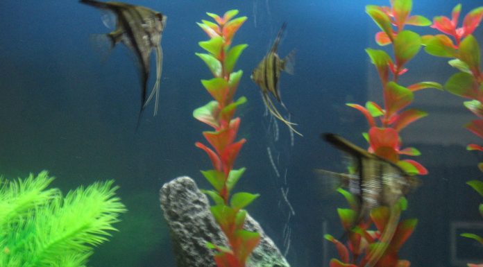 Home Aquariums on Okinawa