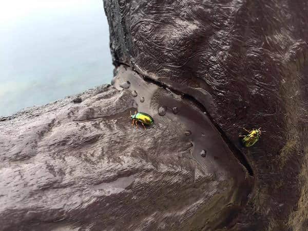 Bugs at Cape Hedo
