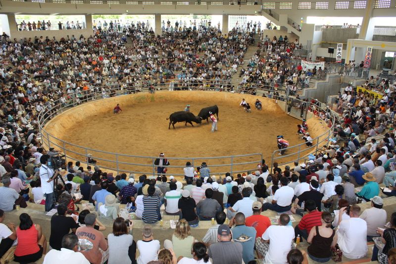 Bullfight