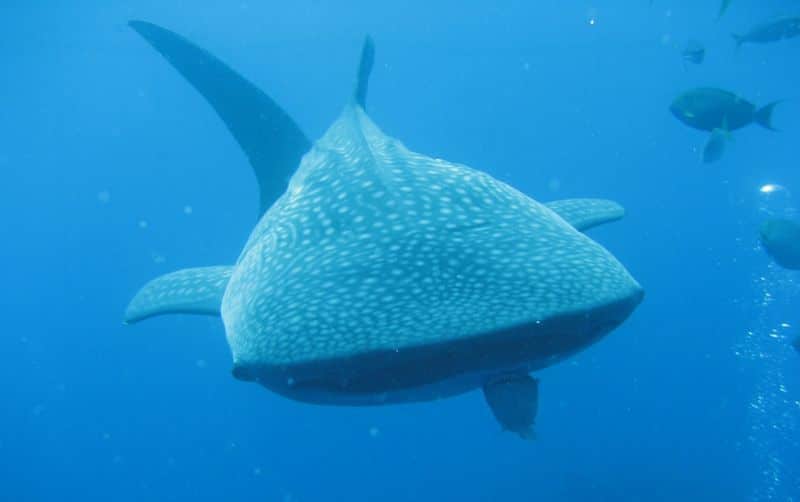 Whale Sharks