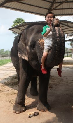 Pattaya Elephant Boy