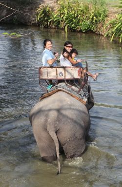 Pattaya Elephant