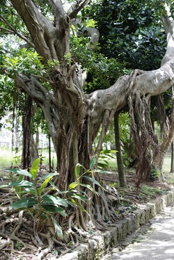 Tamaudan Tree