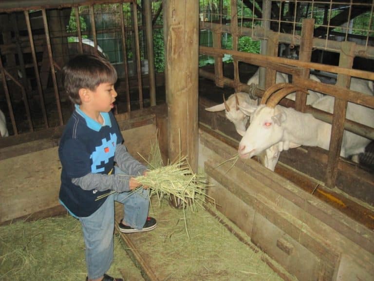 Kiyuna Farm Okinawa Hai