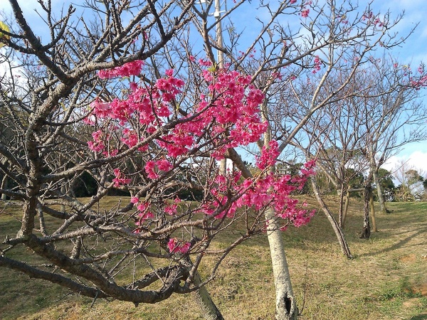 Agena Sakura