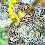 Ryugujo Butterfly Garden