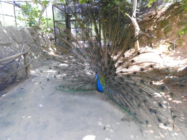 Neo Peacock