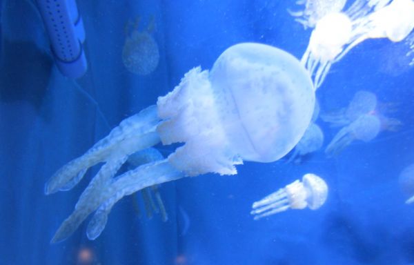 Newlywed Jellyfish
