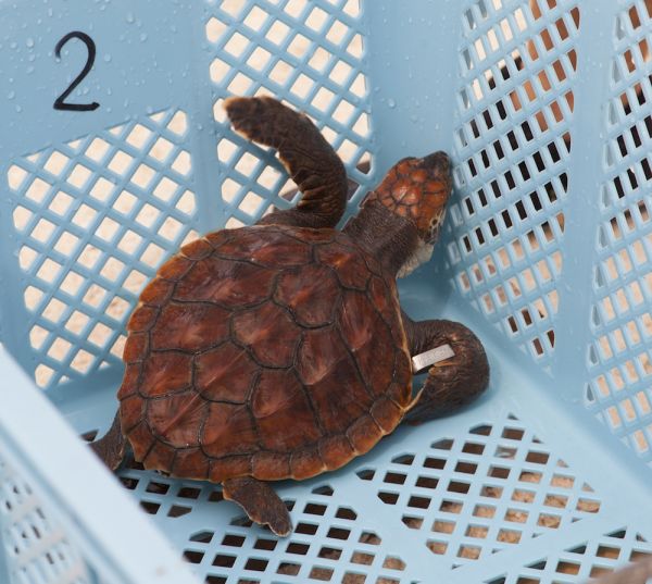 Turtle Crate