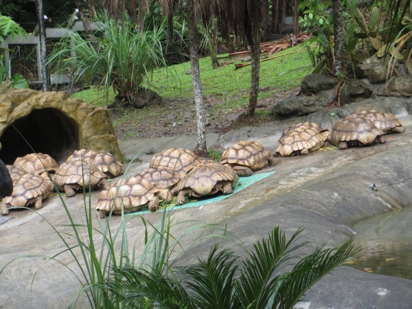 Taiwan Zoo Tortoise | Okinawa Hai