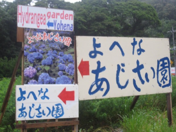 Yohena Ajisai (Hydrangea) Garden l Okinawa Hai!