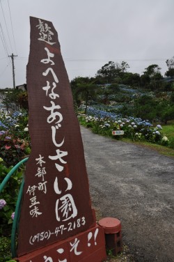 Yohena Ajisai (Hydrangea) Garden l Okinawa Hai