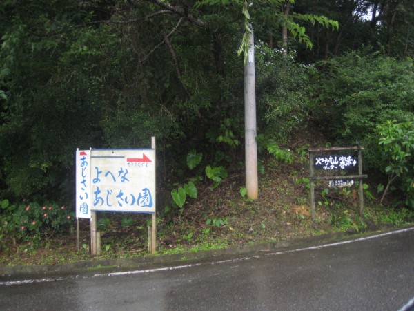 Yohena Ajisai (Hydrangea) Garden l Okinawa Hai!