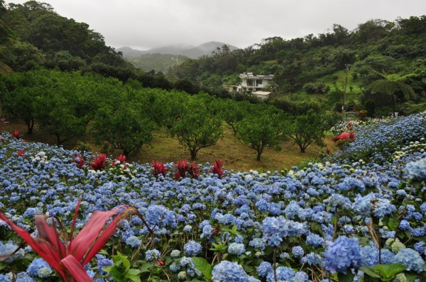 Yohena Ajisai (Hydrangea) Garden l Okinawa Hai