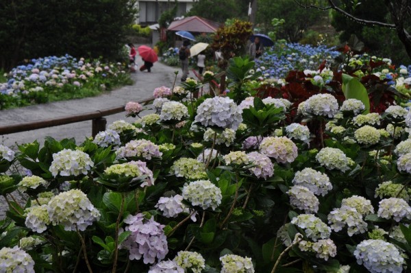 Yohena Ajisai (Hydrangea) Garden l Okinawa Hai