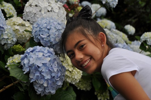 Yohena Ajisai (Hydrangea) Garden l Okinawa Hai!