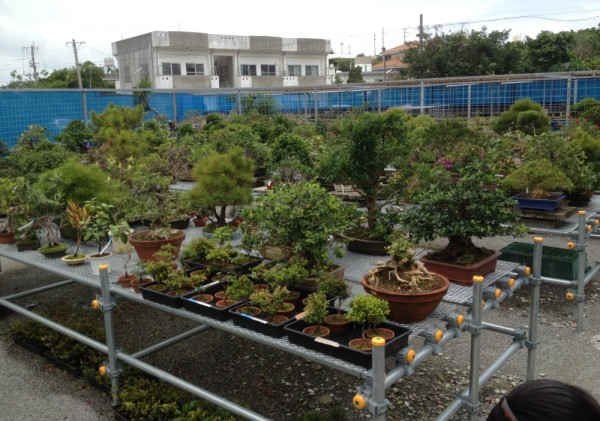 Bonsai Tree Nursery l Okinawa Hai!