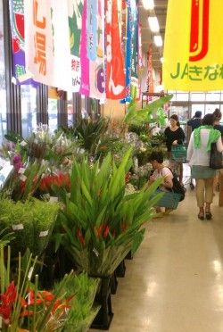Fresh Flower Shopping l Okinawa Hai!