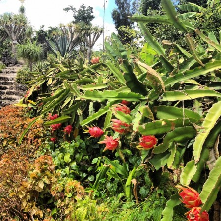 Dragon Fruit Salad l Okinawa Hai!  