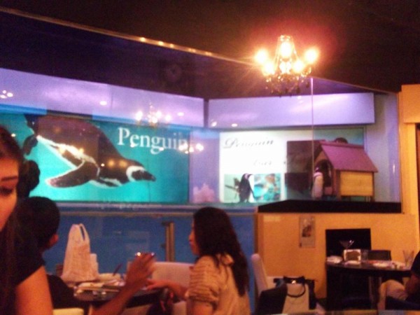 Penguin Bar Fairy l Okinawa Hai!