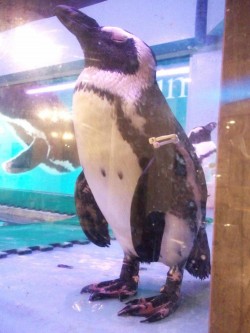 Penguin Bar Fairy l Okinawa Hai!