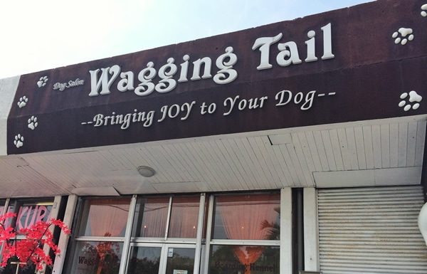 Wagging Tail l Okinawa Hai!
