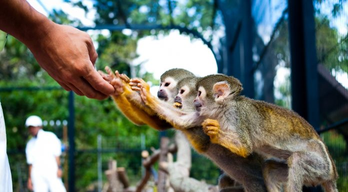 Exotic Zoo l Okinawa Hai!